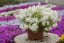 PHLOX SUBULATA SPRING WHITE