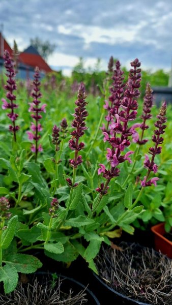 ŠALVĚJ HAJNÍ – SALVIA ROSE QUEEN