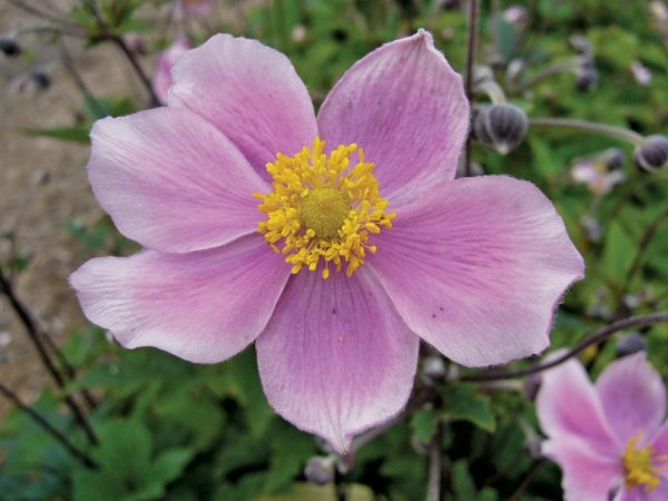 SASANKA JAPONSKÁ - ANEMONE HUPEHENSIS PINK SAUCER