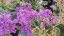 LIMONIUM LATIFOLIUM - STATICE