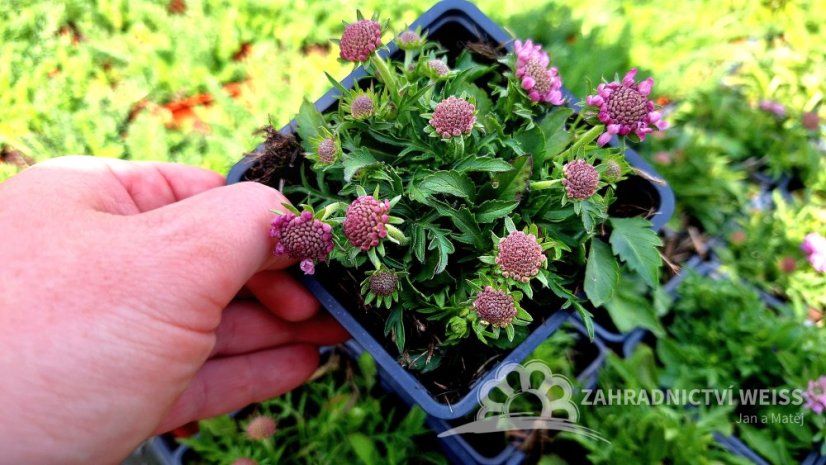 HLAVÁČ JAPONSKÝ - SCABIOSA JAPONICA RITZ ROSE