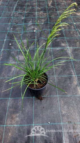 METLICE TRSNATÁ - DESCHAMPSIA CAESPITOSA TARDIFLORA