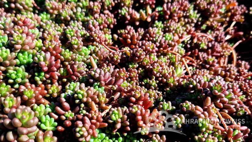 SEDUM ALBUM