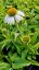 ECHINACEA PURPUREA WHITE SWAN