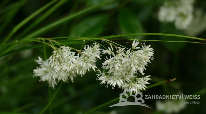 LUZULA NIVEA LUCIUS