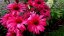 ECHINACEA SENSATION WILD ROMANCE