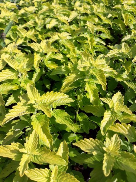 OŘECHOPLODEC - CARYOPTERIS CLANDONENSIS "HINT OF GOLD"