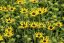 RUDBECKIA SUN KA CHING