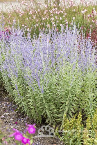 PEROVSKIA ATRIPLICIFOLIA -  PEROVSKIE ZASHA