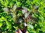 WEIGELA FLORIDA „BLACK AND WHITE“