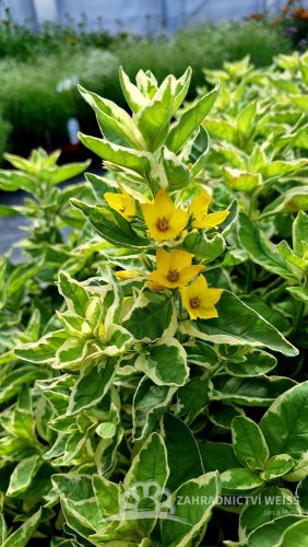 VRBINA - LYSIMACHIA ALEXANDER
