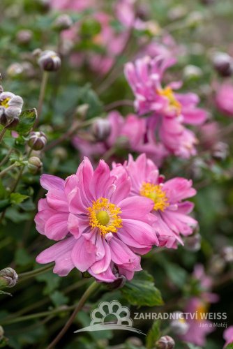SASANKA - ANEMONE HYB. BRESSINGHAM GLOW