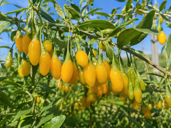 KUSTOVNICE ČÍNSKÁ – LYCIUM CHINENSE GOJI GOLDEN