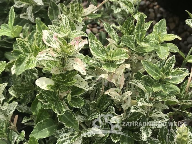 BRSLEN - EUONYMUS FORTUNEI HARLEQUIN