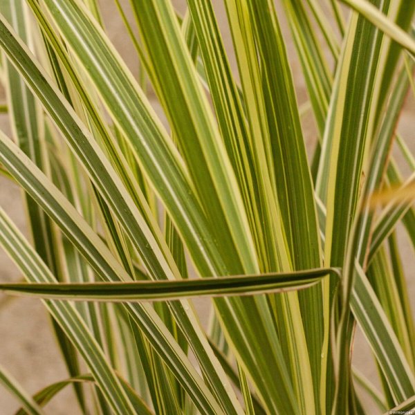 MISCANTHUS SINENSIS VARIEGATUS