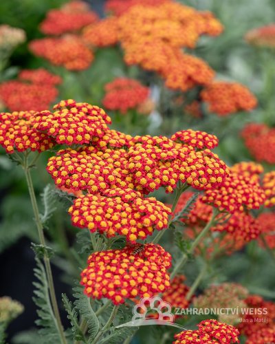 ACHILLEA MILLEFOLIUM WALTHER FUNCKE