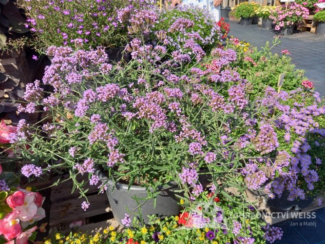VERBENA RIGIDA SANTOS - SPORÝŠ TUHÝ