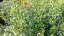 MARULKA LÉKAŘSKÁ – CALAMINTHA NEPETA - BÍLÁ