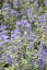 OŘECHOPLODEC - CARYOPTERIS CLANDONENSIS STERLING SILVER