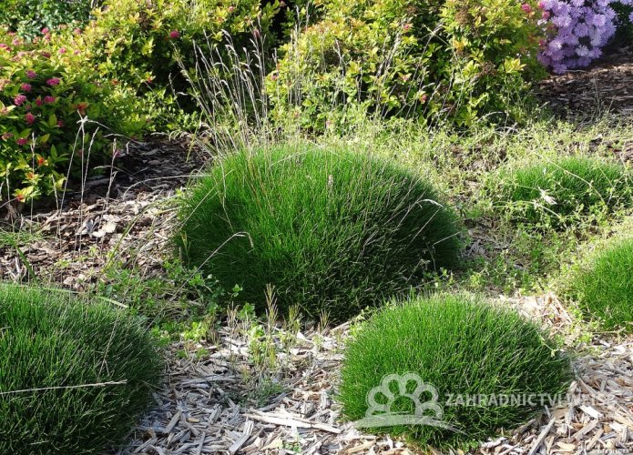 KOSTŘAVA METLOVITÁ  - FESTUCA GAUTIERI PIC CARLIT