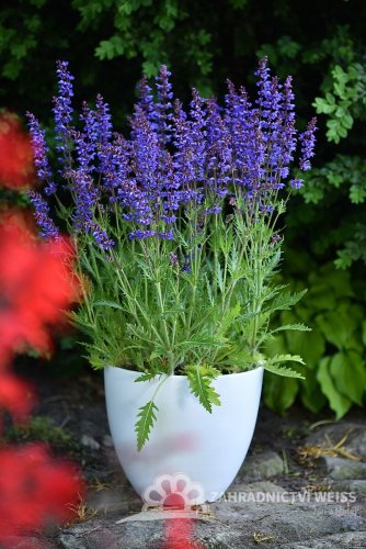 SALVIA HYB. CARINA