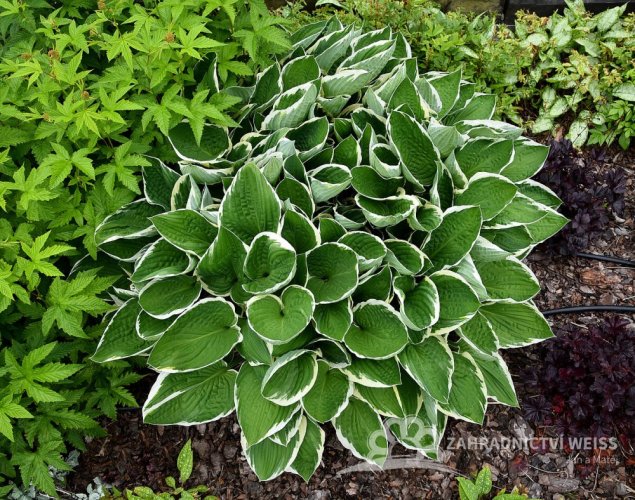 HOSTA HYBRID FRANCEE