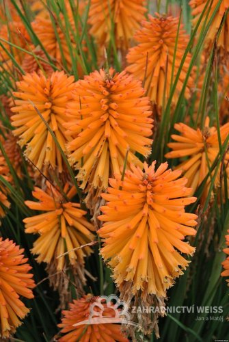 KLEOPATŘINA JEHLA - KNIPHOFIA "POCO ORANGE"