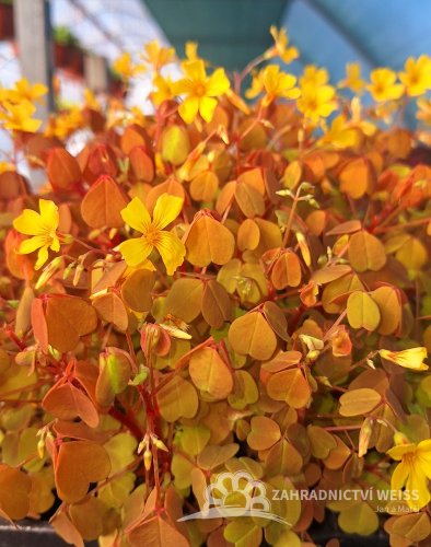 OXALIS ŽLUTÝ - SUNSET VELVET