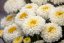 KOPRETINA PLNOKVĚTÁ - LEUCANTHEMUM 'LUNA'