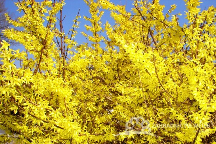 ZLATÝ DÉŠŤ - FORSYTHIA