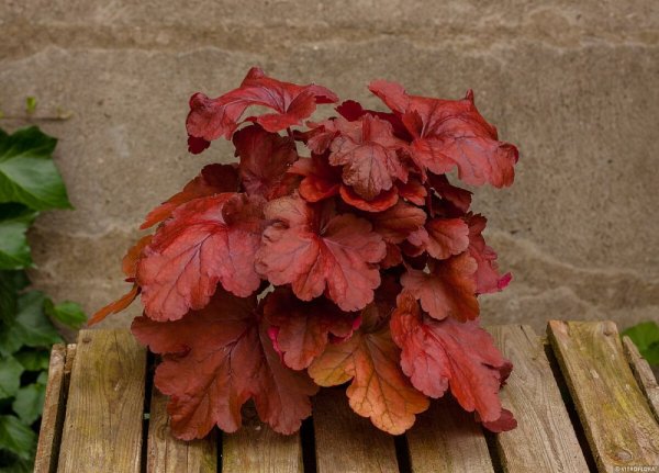 HEUCHERA FIRE ALARM