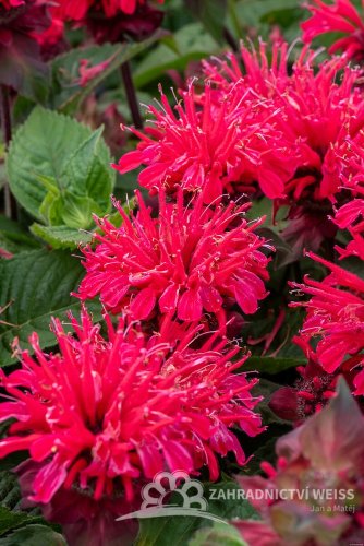 MONARDA HYBRIDA BEE-HAPPY