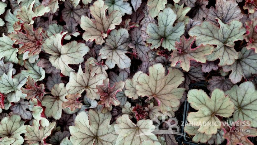 HEUCHERELLA HYB. PLUM CASCADE