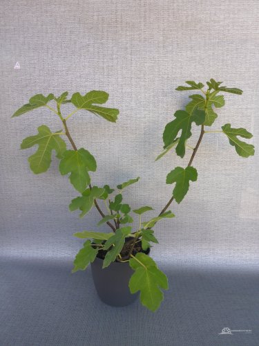 FÍKOVNÍK - FICUS CARICA FRANCUESCO