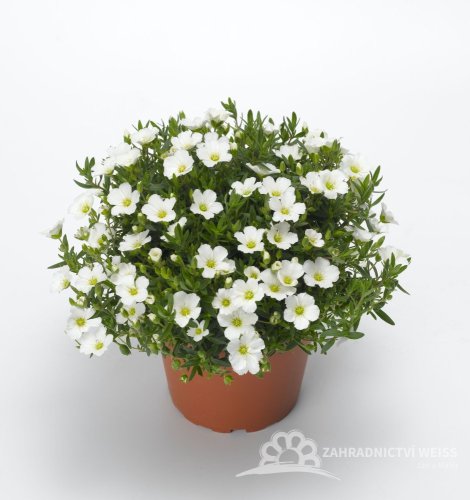 PÍSEČNICE HORSKÁ – ARENARIA MONTANA ‘SUMMER WHITE’