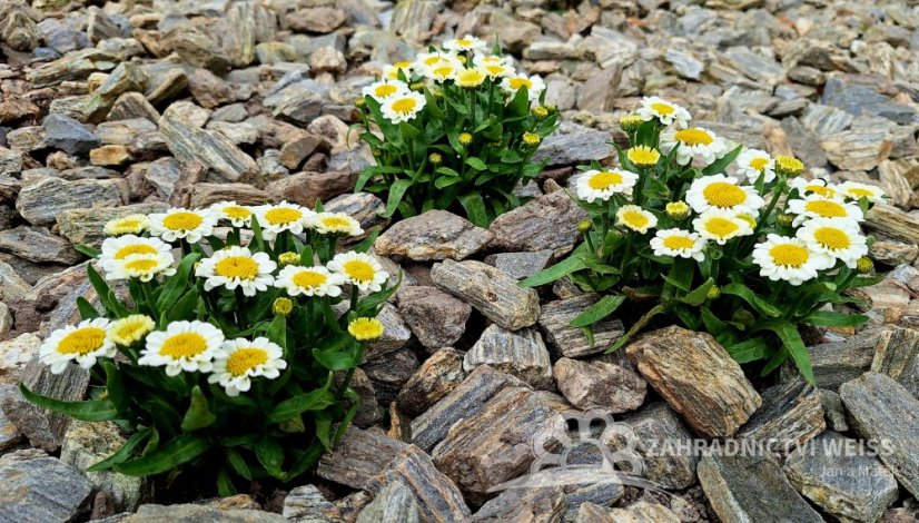 KOPRETINA LEUCANTHEMUM x SUPER. SWEET DAISY SHELLY