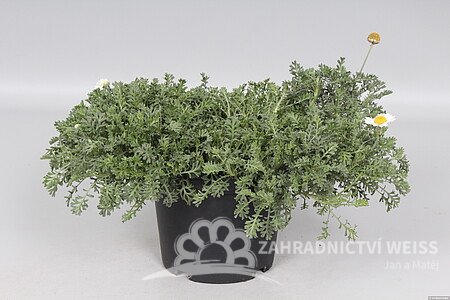 RMEN BARVÍŘSKÝ – ANTHEMIS CARPATICA KAPATENSCHNEE