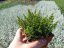 HEBE OLE – OCHRACEA STIRLING