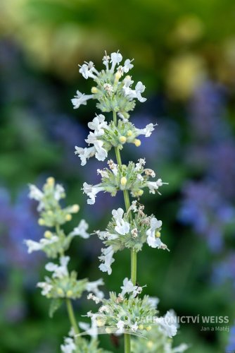 ŠANTA KOČÍČÍ BÍLÁ - NEPETA SNOWFLAKE