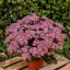SEDUM TELEPHIUM CLOUD WALKER