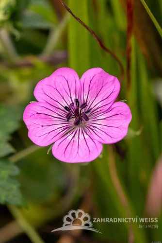 KAKOST - GERANIUM  HYBRIDA PINK PENNY