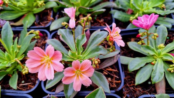 LEWISIA ELISE BRIGHT MIX