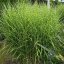MISCANTHUS SINENSIS STRICTUS