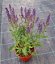 SALVIA HYB. CARINA