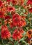 ECHINACEA HOT PAPAYA
