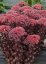 SEDUM TELEPHIUM DARK MAGIC