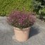 GAURA LINDHEIMERI - BUTTERFLY ROSE