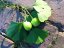 GINKO BILOBA - JINAN DVOULALOČNÝ