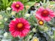 KOKARDA - GAILLARDIA "MESA RED"