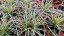 CAREX OSHIMENSIS MOONLIGHT